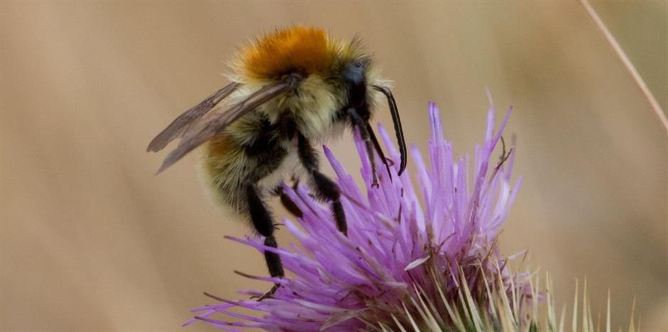 Salt + Earth: Intriduction to The Bumblebee