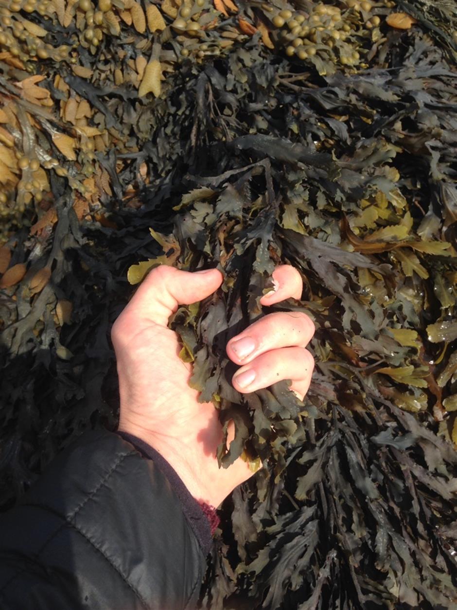 Wild Food Folk: Searching for Seaweed
